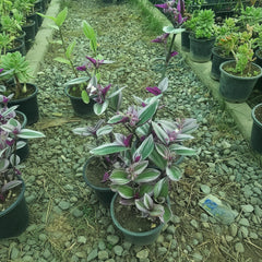 Variegated Pink Wandering Jew – Decorative Indoor Plant