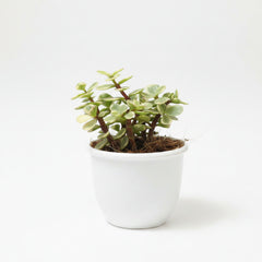 Variegated Jade Plant – Crassula Ovata Variegata Succulent