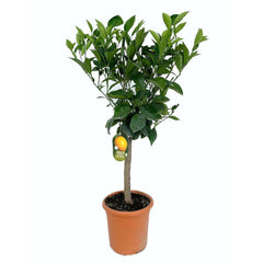 Valencia Late Orange Plant – Premium Grafted Citrus Tree (Citrus sinensis)