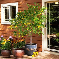 Seedless Lemon Plant – High Yield Grafted Citrus Plant