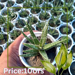 Aloe Succulent Plants | Hardy Indoor & Outdoor Decorative Plants