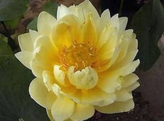 Yellow Lotus Flower Seeds (10 Seeds) | Sacred Water Plant for Ponds