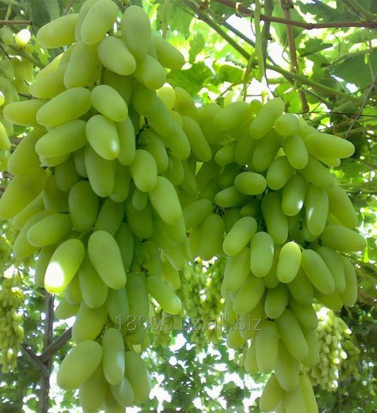 Sultania C Grapes 3-Year Grafted Plant, Ready to Fruit