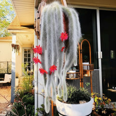 Monkey Tail Cactus – Cleistocactus colademononis Rare Hanging Cactus