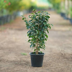 Black Ficus Plant – Dark Burgundy Rubber Plant (Ficus elastica 'Burgundy')