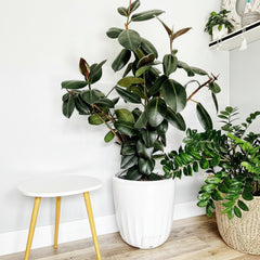 Rubber Plant – Ficus elastica Indoor Ornamental Plant