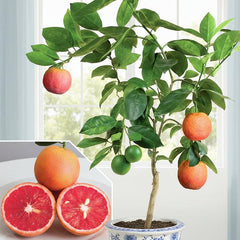 Red Blood Malta Plant – Blood Orange Grafted Citrus Tree (Citrus sinensis)