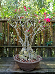 Adenium Obesum Plant | Desert Rose Flowering Succulent for Home & Garden