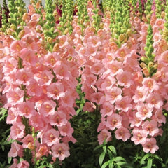 Antirrhinum Pink Flower Seeds | Snapdragon Winter Blooms
