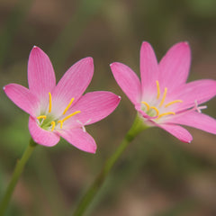 Rain Lily Hybrid Sila Rose – Rose Pink Premium Bulb