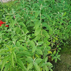 Green plants growing outdoors with a blurred background