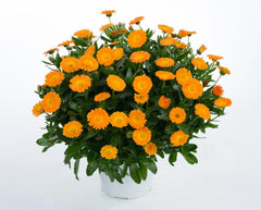 Calendula Flower Seeds | Winter Blooming Marigold-like Flowers