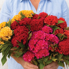 Celosia Cristata Flower Seeds Mix Color | Cockscomb Seeds for Summer Gardening