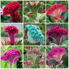 Celosia Cristata Flower Seeds Mix Color | Cockscomb Seeds for Summer Gardening