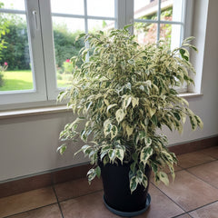 Variegated Ficus Plant – Premium Ornamental Foliage Plant