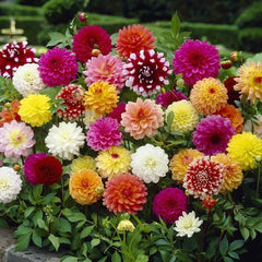 Dahlia Double Mix Flower Seeds Vibrant Blooms for Spring & Winter Gardening