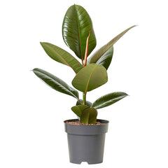 Rubber Plant – Ficus elastica Indoor Ornamental Plant