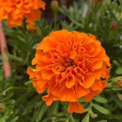 French Marigold Orange Flower Seeds Bright Annual for Borders & Pots | Ideal for Pakistan