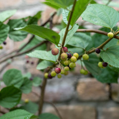 Falsa Plant – Grewia asiatica Summer Fruiting Plant