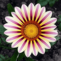 Petunia Yellow Flower Seeds Winter Flowering Annual