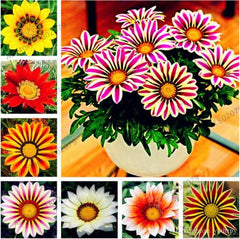 Petunia Yellow Flower Seeds Winter Flowering Annual