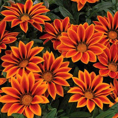Petunia Yellow Flower Seeds Winter Flowering Annual