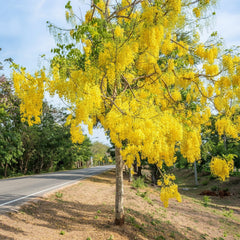 Amaltas Plant – Cassia fistula (Golden Shower Tree)