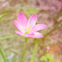Rain Lily Hybrid Fogy Pink – Light Pastel Pink Bulb