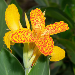 Tiger Canna Lily – Exotic Spotted Tropical Flowering Plant