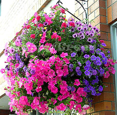 Lobelia Flower Seeds Cascading Blooms for Pots & Hanging Baskets