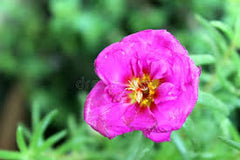 Portulaca Purple Flower Seeds Din ka Raja Purple Blooms for Summer