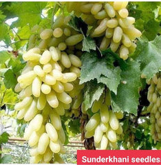 Sunderkhani Seedless Grapes 3-Year-Old Plant Fruiting Vine for Home Gardens