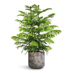 Araucaria Plant – Norfolk Island Pine (Araucaria heterophylla)