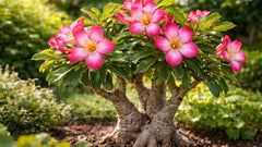Adenium Obesum Seeds – Desert Rose Flower Seeds