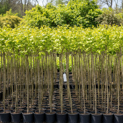 Apple Bair Plant – Fruiting Thai Apple Ber Variety