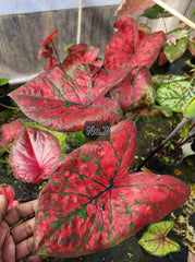 Caladium Bulbs (Different Colors)