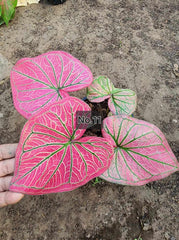 Caladium Bulbs (Different Colors)