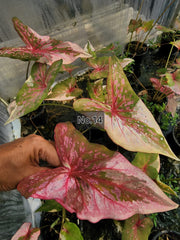 Caladium Bulbs (Different Colors)