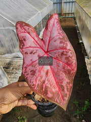 Caladium Bulbs (Different Colors)