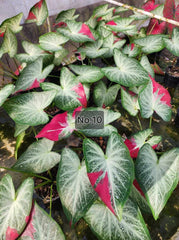 Caladium Bulbs (Different Colors)