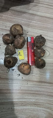 Caladium Bulbs (Different Colors)
