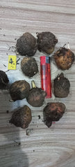 Caladium Bulbs (Different Colors)