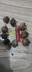 Caladium Bulbs (Different Colors)