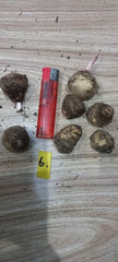 Caladium Bulbs (Different Colors)
