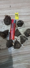Caladium Bulbs (Different Colors)