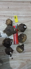 Caladium Bulbs (Different Colors)
