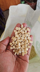 White Corn Seeds Pack of 50 | Sweet, Soft & Nutritious Variety