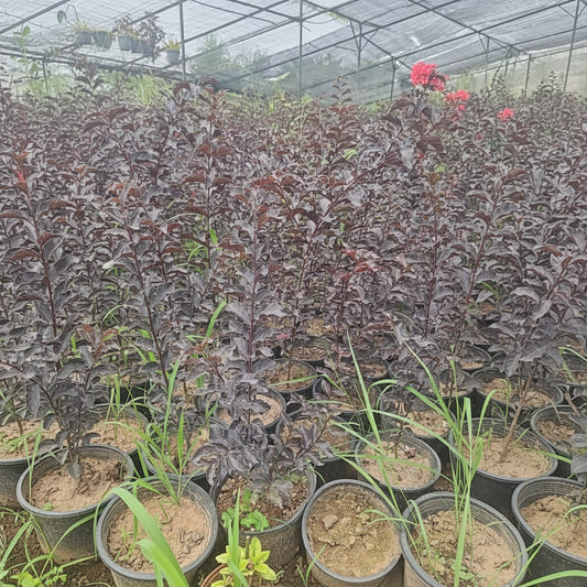 Legistonia (Imported) Lush & Exotic Indoor Beauty