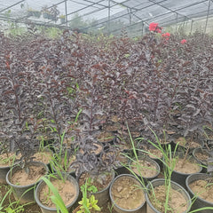 Legistonia (Imported) Lush & Exotic Indoor Beauty