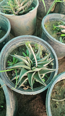 Euphorbia Lemofonia Unique & Low-Maintenance Succulent